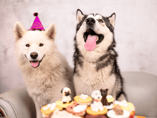 How to organize a joyful tail wagging party? A few tips to teach you how to be a dog party host!