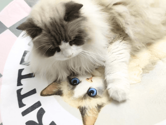 customized pet feeding mat