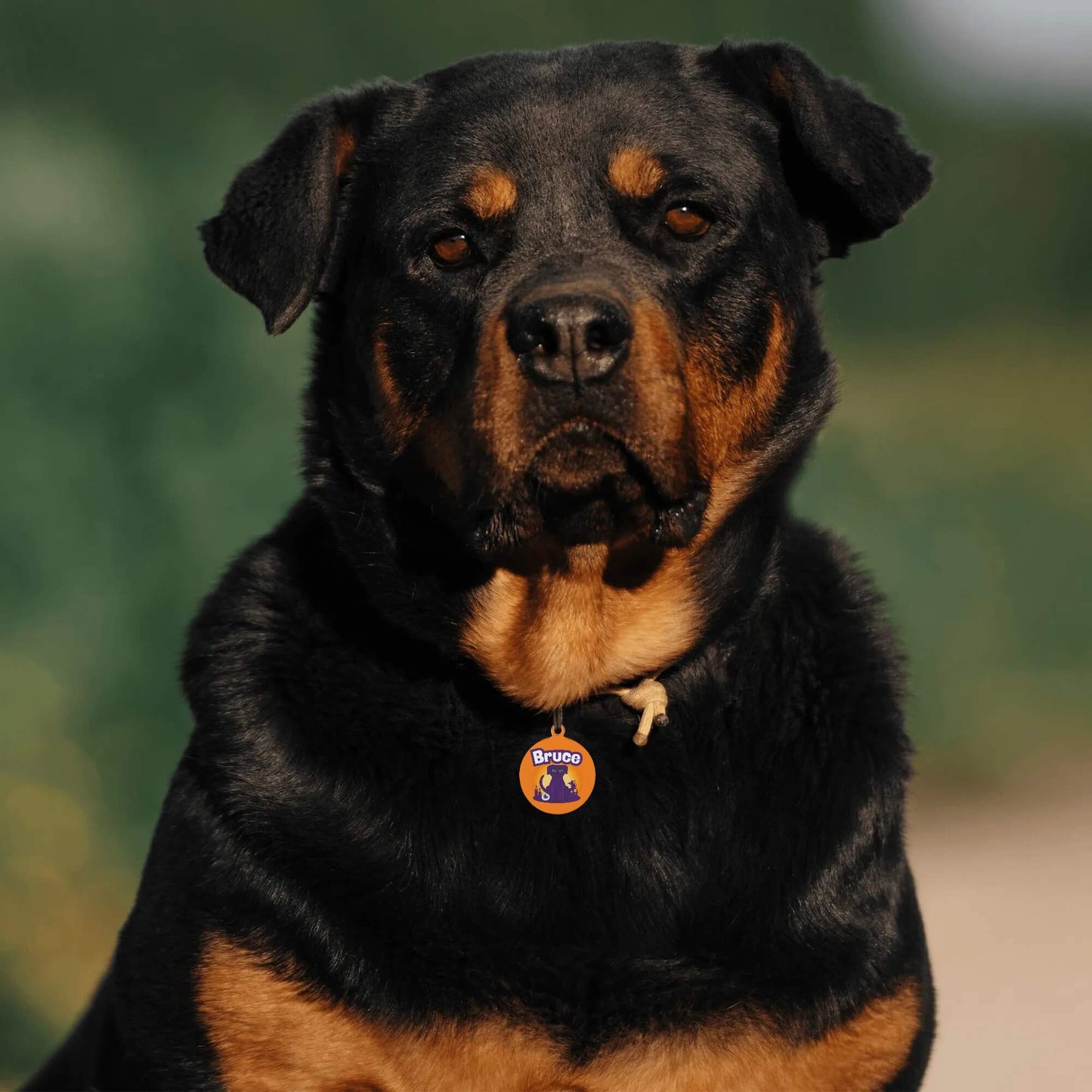 Custom Dog/Cat Tags - Halloween Limited