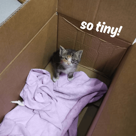 Welcoming a Tiny Paw: Your Guide to Adopting and Integrating a 2-Month-Old Stray Kitten